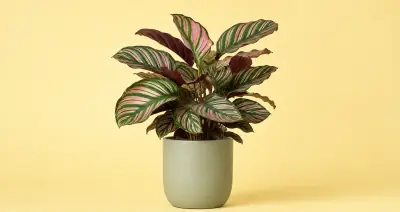 Calathea