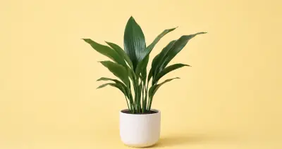 Cast Iron Plant