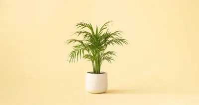 Kentia Palm