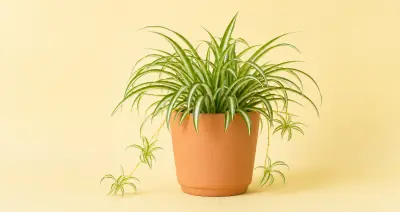 Spider Plant