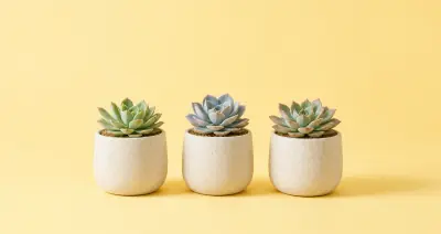 Succulent Trio